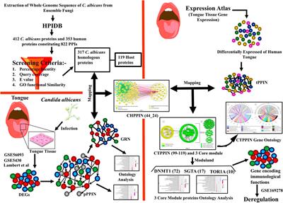 Decoding the host–pathogen interspecies molecular crosstalk during oral candidiasis in humans: an in silico analysis